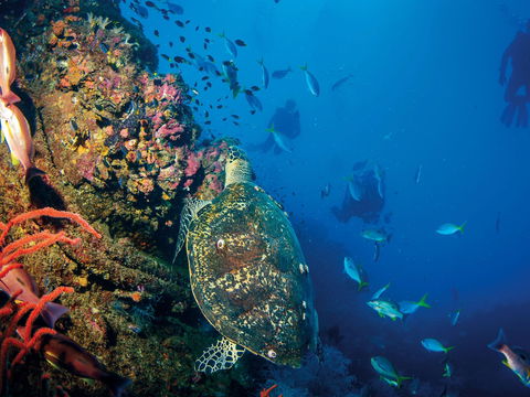 SS Yongala Dive Site - Accommodation NT 0