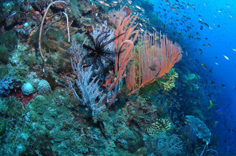 SS Yongala Dive Site - Accommodation NT 1
