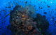 SS Yongala Dive Site - thumb 2