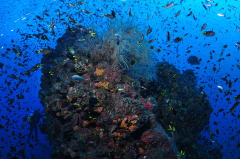 SS Yongala Dive Site - Accommodation NT 2
