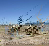Sturt's tree walk - Accommodation NT