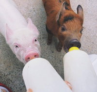 Swan Valley Cuddly Animal Farm - Accommodation NT
