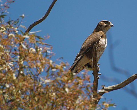 Woodlands Historic Park - Accommodation NT 1