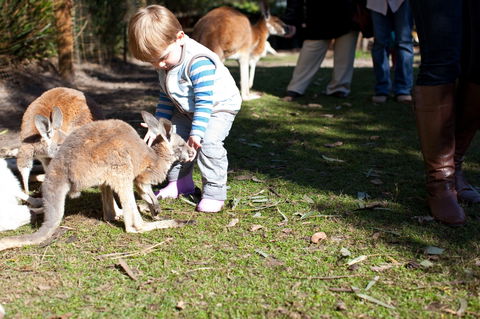 Animals And Family Fun - Accommodation NT 1