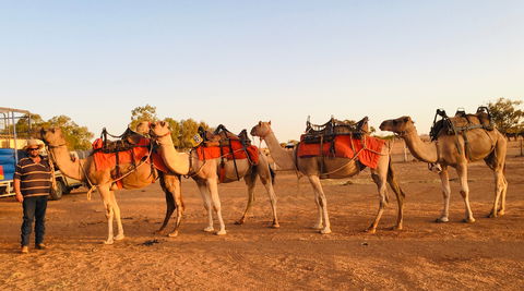 Broken Hill Camels - Accommodation NT 0