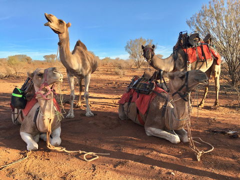 Broken Hill Camels - Accommodation NT 1