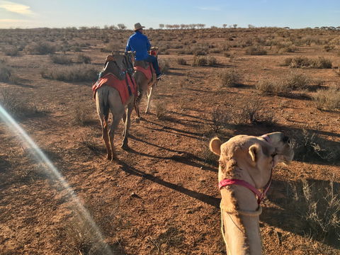 Broken Hill Camels - Accommodation NT 2