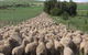 Curringa Farm - Accommodation And Farm Tours - thumb 0