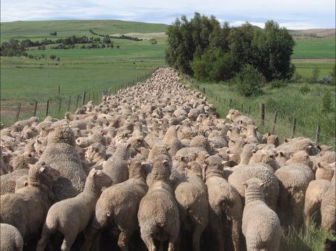 Curringa Farm - Accommodation And Farm Tours - Accommodation NT 0