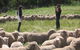 Curringa Farm - Accommodation And Farm Tours - thumb 1