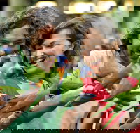 Currumbin Wildlife Sanctuary - Accommodation NT