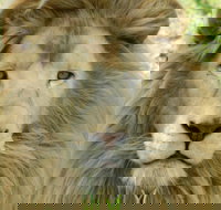 Darling Downs Zoo - Accommodation NT