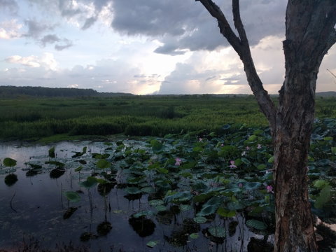 Fogg Dam Conservation Reserve - Accommodation NT 0