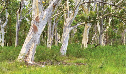 Freshwater Track - Accommodation NT 0
