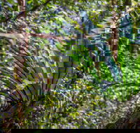 Great North walk - Palm Grove Nature Reserve - Accommodation NT