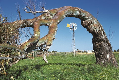 Greenough Leaning Trees - Accommodation NT 0