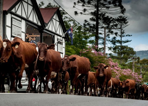 Jamberoo - Accommodation NT 0