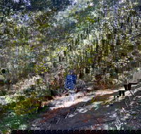 Lyrebird Circuit Walk - Accommodation NT