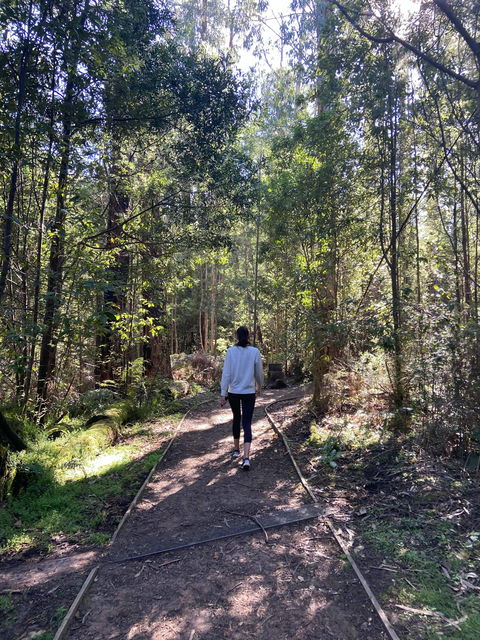 Lyrebird Circuit Walk - Accommodation NT 0