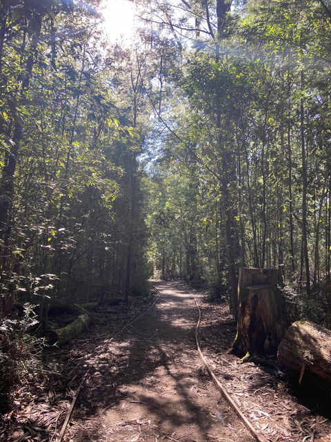 Lyrebird Circuit Walk - Accommodation NT 2