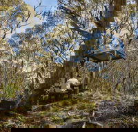Mount Barrington picnic area - Accommodation NT