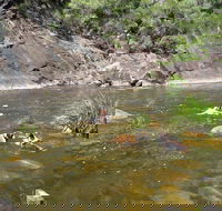 Mount Boss State Forest - Accommodation NT