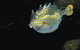 Mushroom Reef Marine Sanctuary - thumb 0
