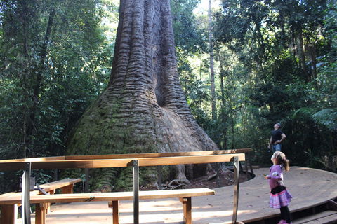 Old Bottlebutt - Accommodation NT 2