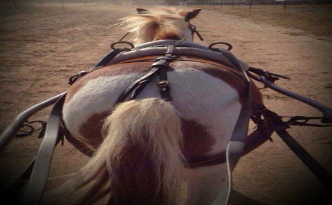 Outback Pony Rides Farm Experience - Accommodation NT 2