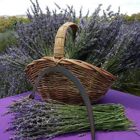 Rustique Lavender Farm - Accommodation NT 0