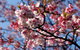 Sakura Avenue - thumb 0