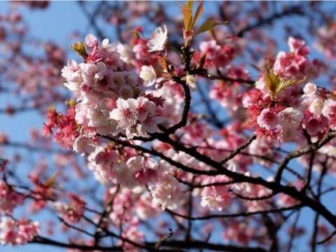 Sakura Avenue - Accommodation NT 0