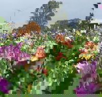 Smokin Heights Iris Display Garden - Accommodation NT