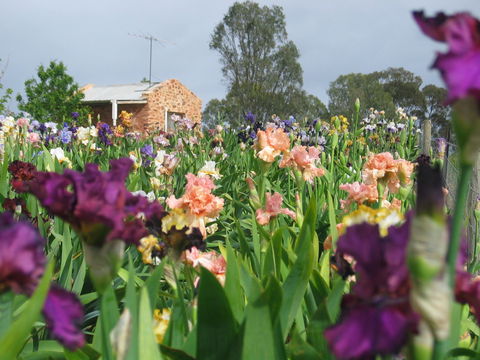 Smokin Heights Iris Display Garden - Accommodation NT 0