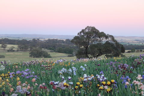 Smokin Heights Iris Display Garden - Accommodation NT 1