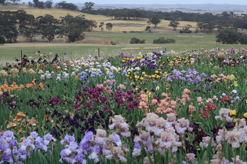 Smokin Heights Iris Display Garden - Accommodation NT 2