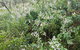 Snowgum Walking Track - thumb 0