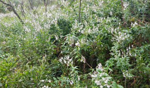 Snowgum Walking Track - Accommodation NT 0
