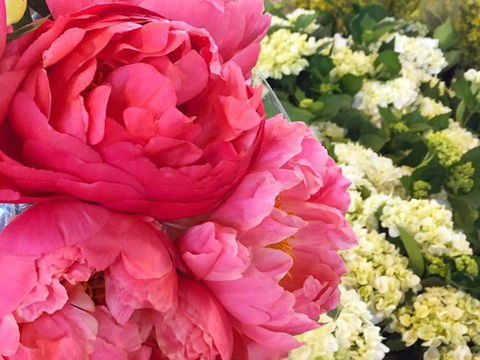 Sydney Flower Market - Accommodation NT 2