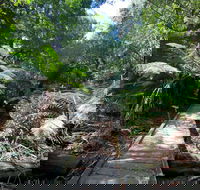 Wirrawilla Rainforest Walk - Accommodation NT