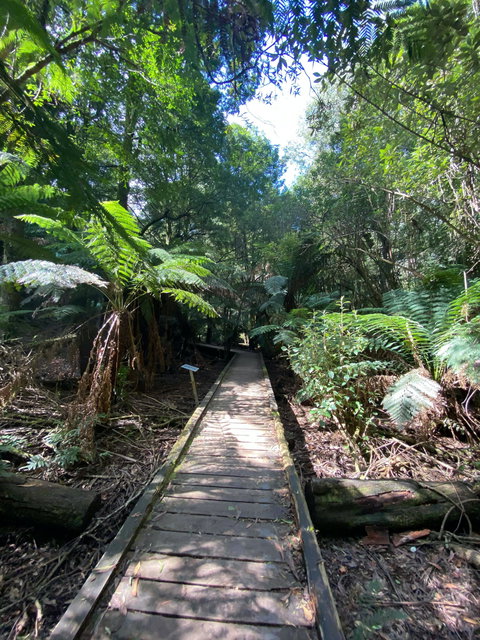 Wirrawilla Rainforest Walk - Accommodation NT 0