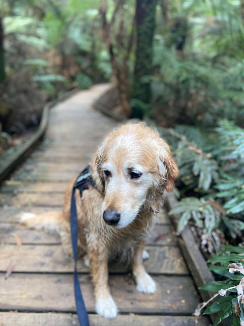 Wirrawilla Rainforest Walk - Accommodation NT 1