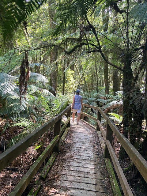 Wirrawilla Rainforest Walk - Accommodation NT 2