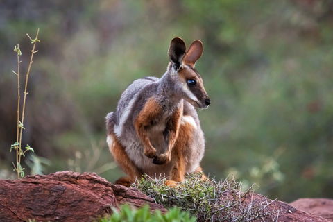 Arkaroola Wilderness Sanctuary - NT Tourism 0