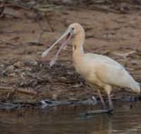 Bird watching at the Goan water hole - Accommodation NT