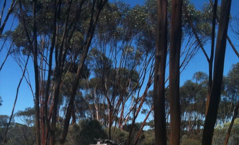 Boorabbin National Park - Accommodation NT 0