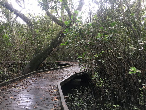 Carole Green Walkway - John Oxley Reserve - Accommodation NT 0