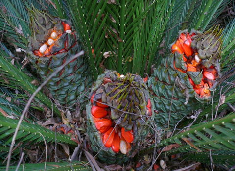 Chaelundi National Park - Accommodation NT 1