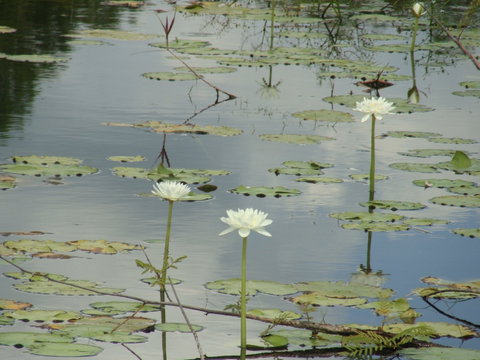 Djukbinj National Park - Accommodation NT 1