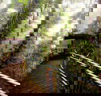 Dorrigo National Park - Accommodation NT